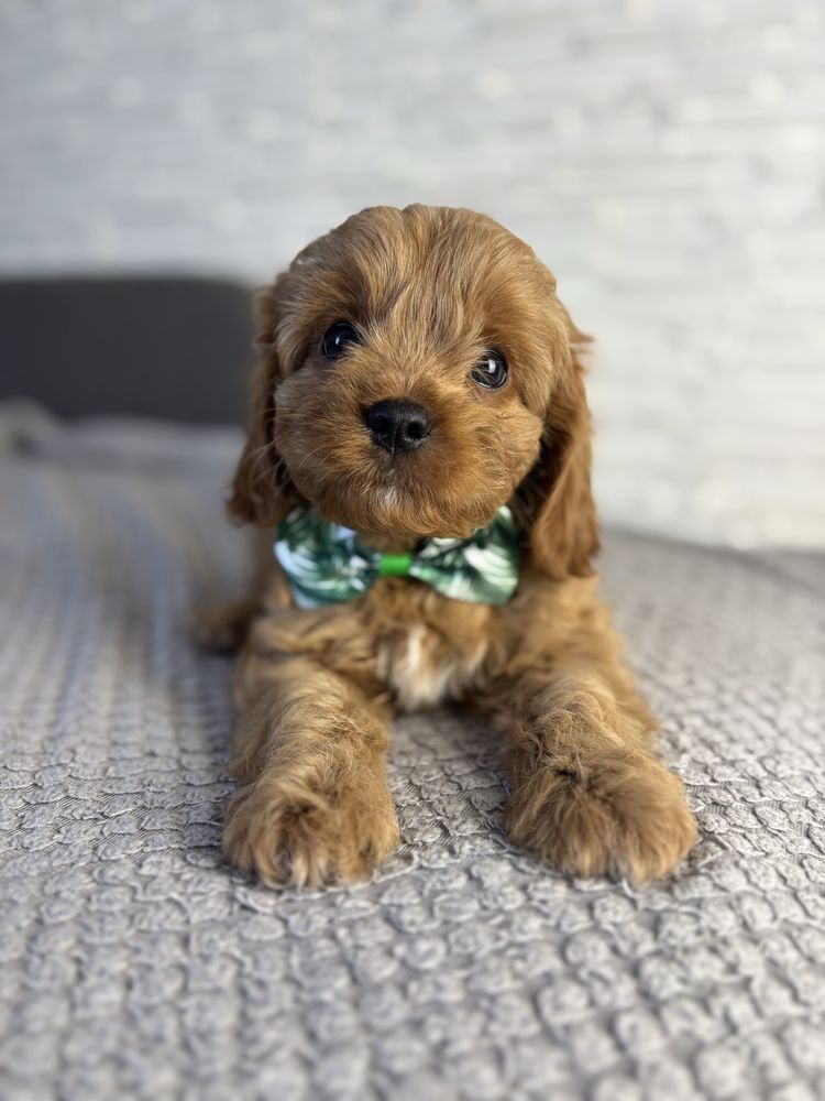 Cavapoo gotowe do odbioru
