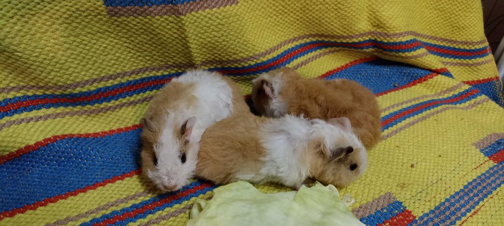 Королевские морские свинки