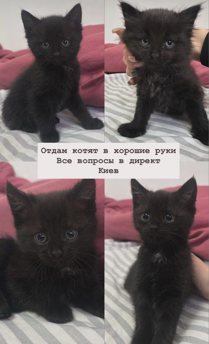Котята, кошенята відам в добрі руки