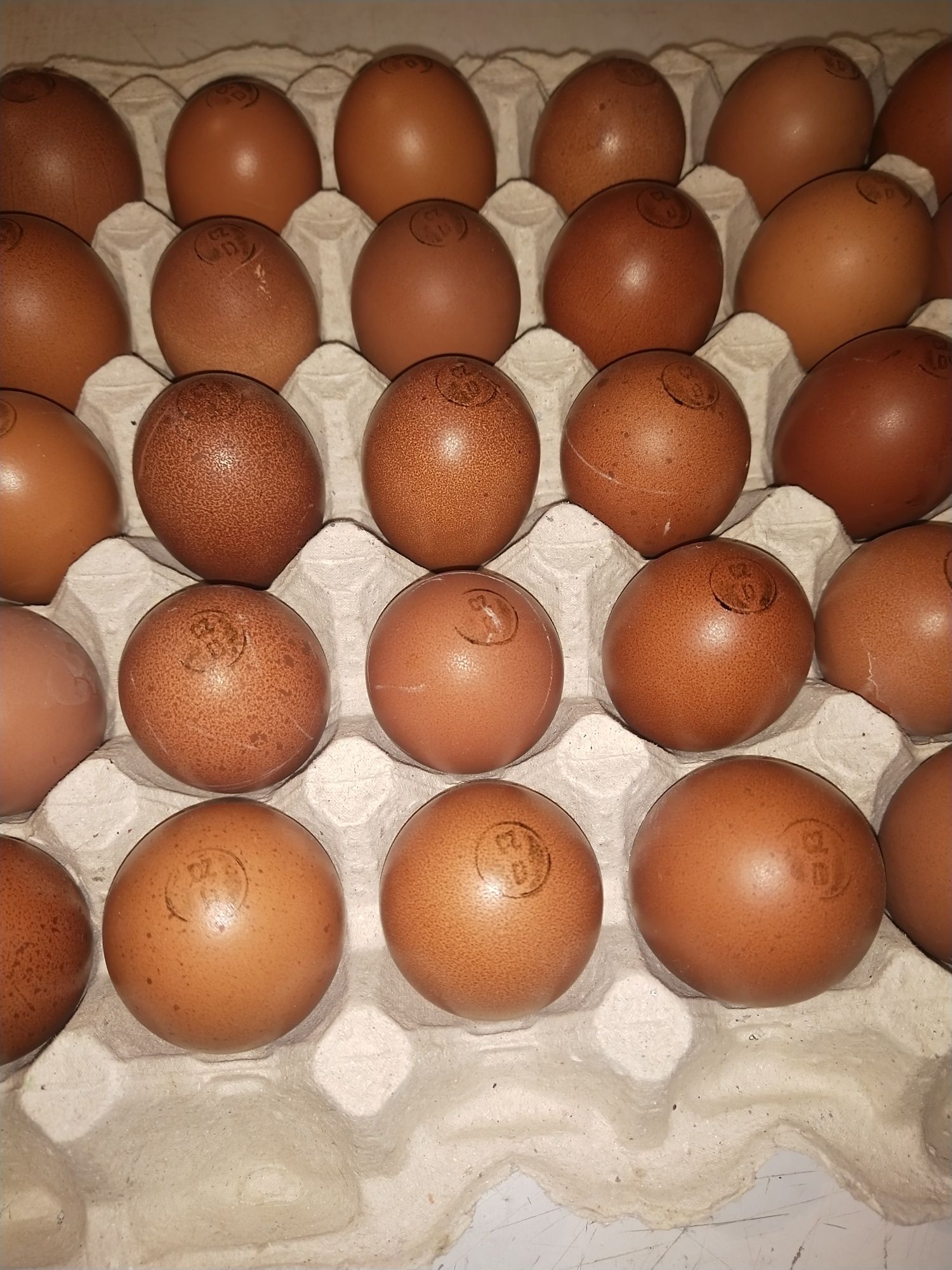 Инкубационное яйцо Даркшела