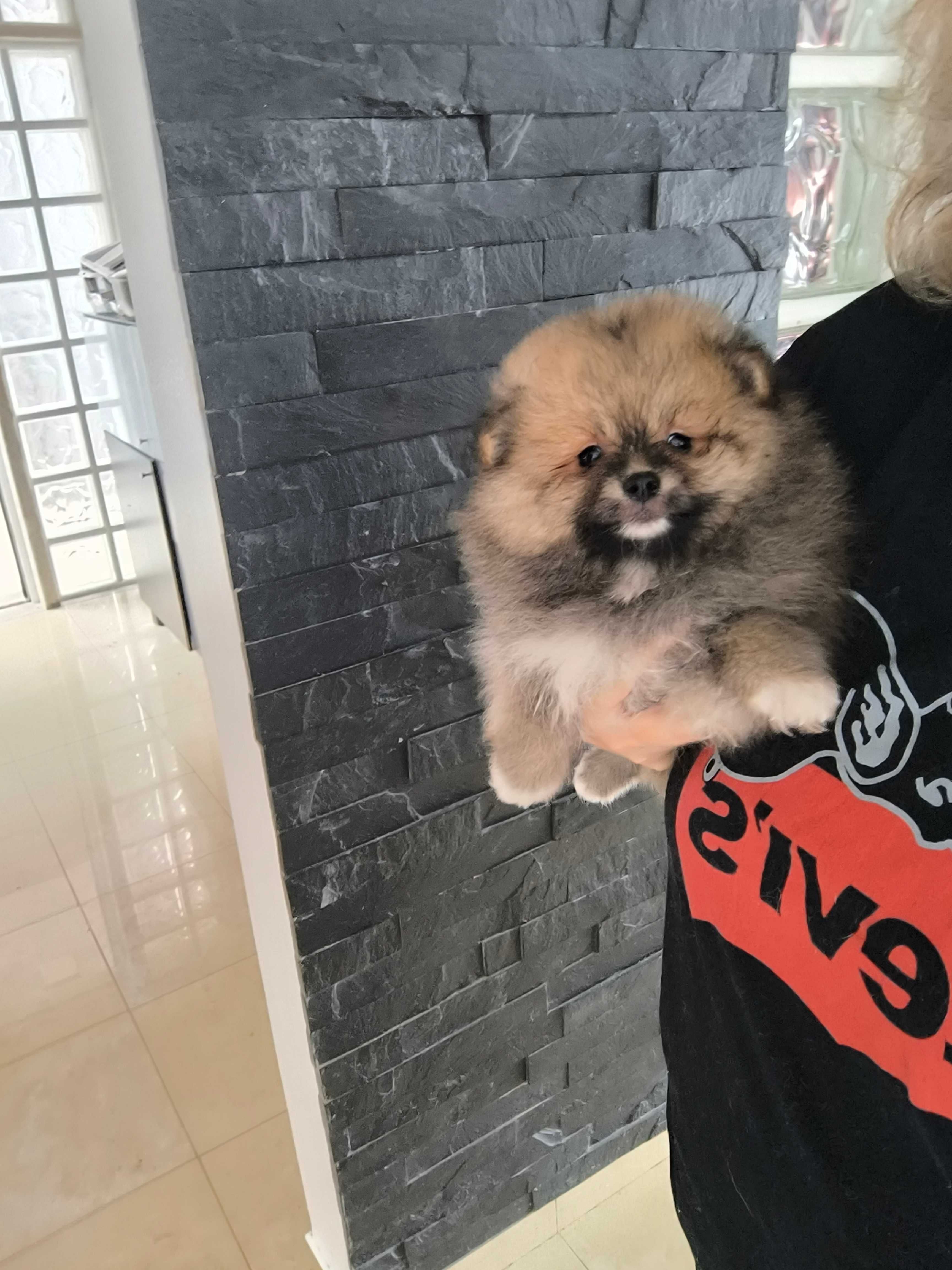 Spitz anão.Lulu da Pomerânia. Ursinho Mini .Cheio de pêlo. Laranja