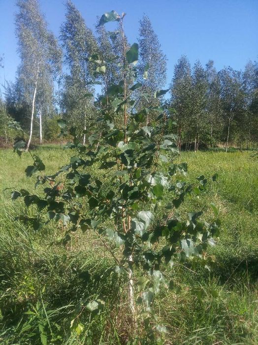 Sprzedam sadzonki brzozy