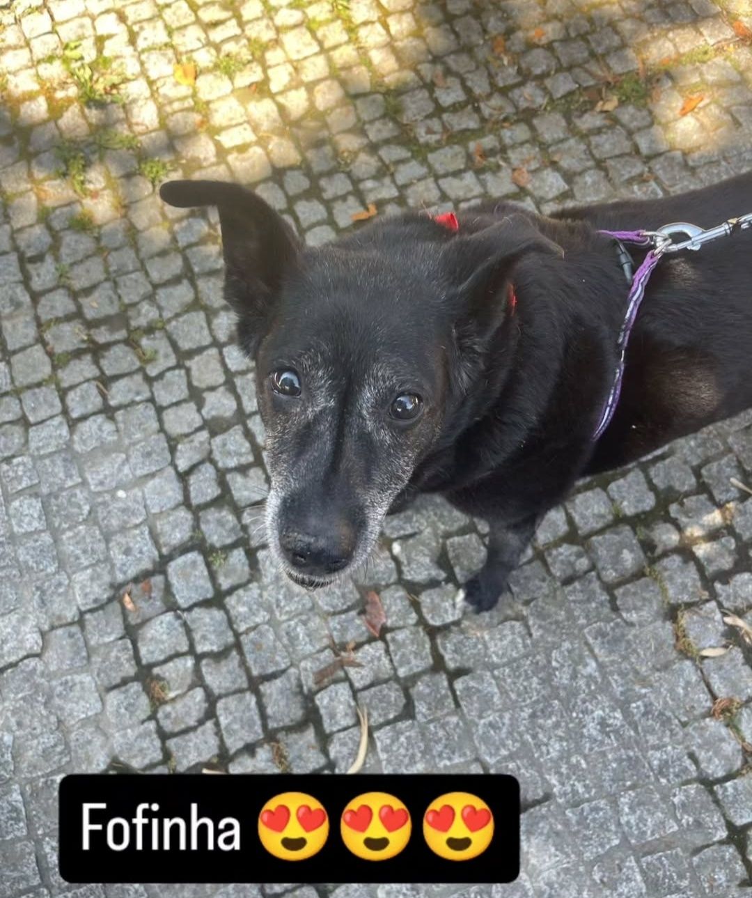 Petsitting e dog wallking