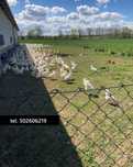 Kury nioski rasy Leghorn i Novogen Tinted, 1,5-roczne, EKOLOGICZNE