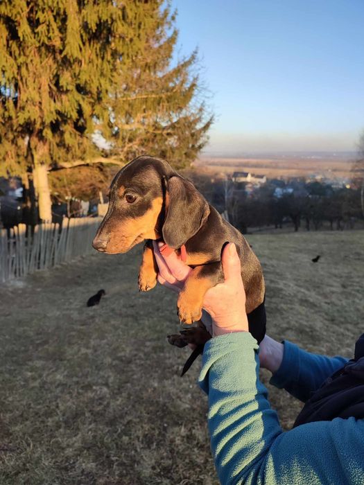 Цуценята такси - шукають люблячий дім.