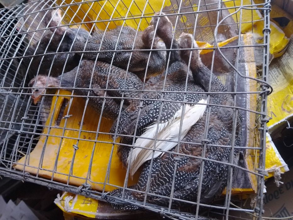 В наявності є Цесарята 2 місяців та 2,5 місяців.