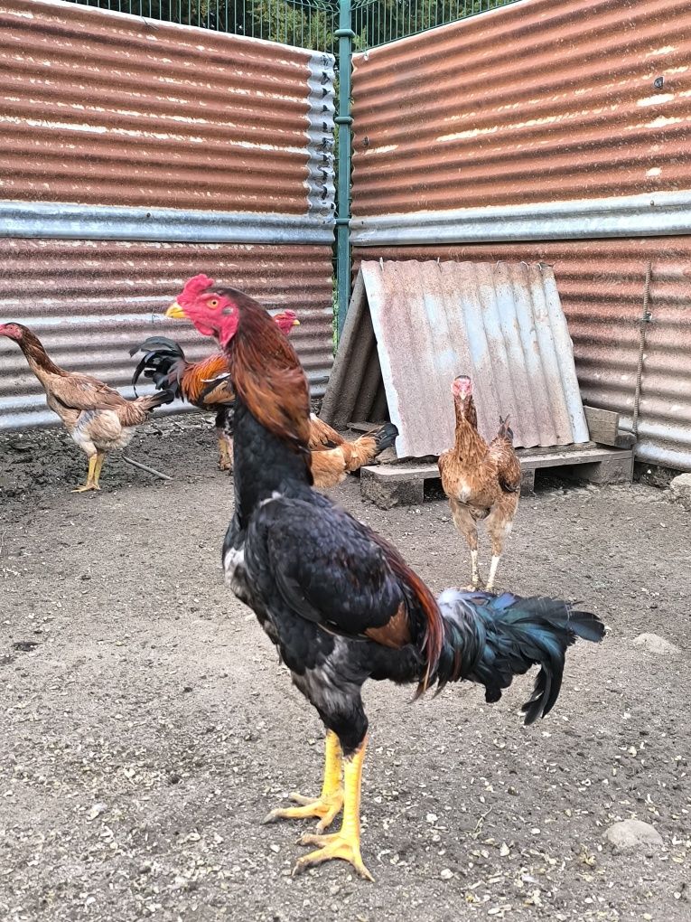 Galinhas de várias raças