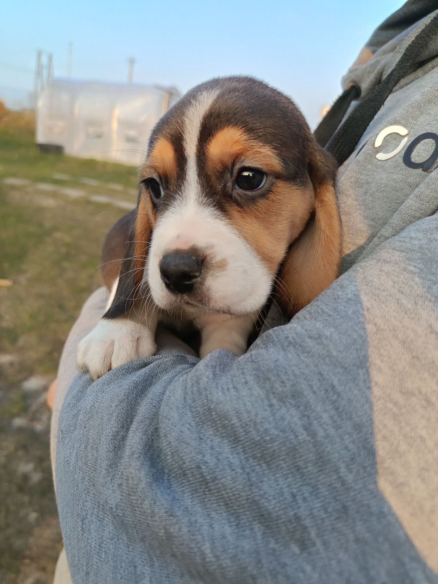 Szczenię Beagle rasowe