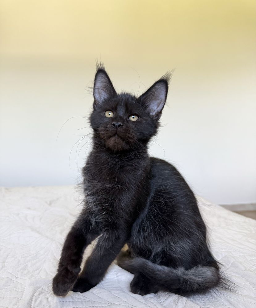 Czarny kocurek Maine Coon