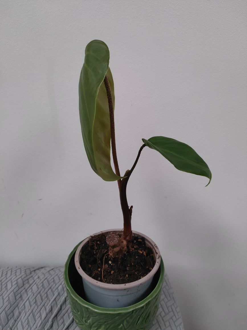 Philodendron nangaritense ukorzeniony rosnący