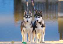Siberian Husky FCI