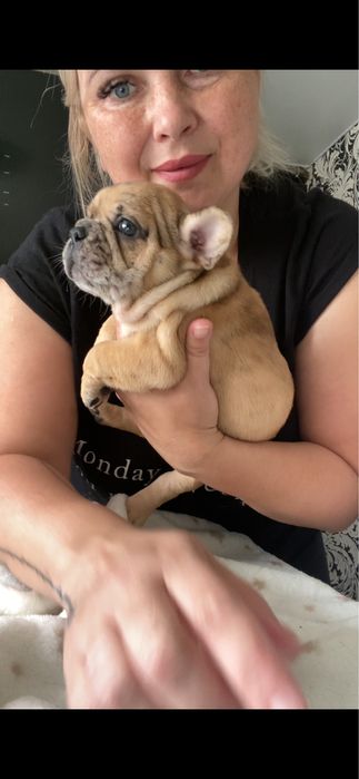 Дівчинка неймовірноі краси донька Бігропа