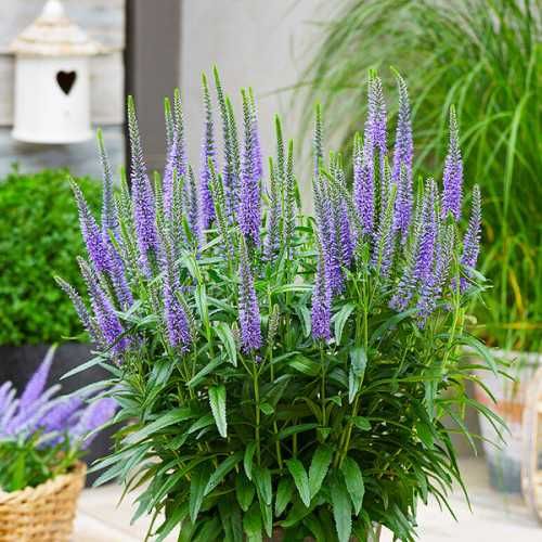 Саженцы многрлетней астры астильбы вероники деревій