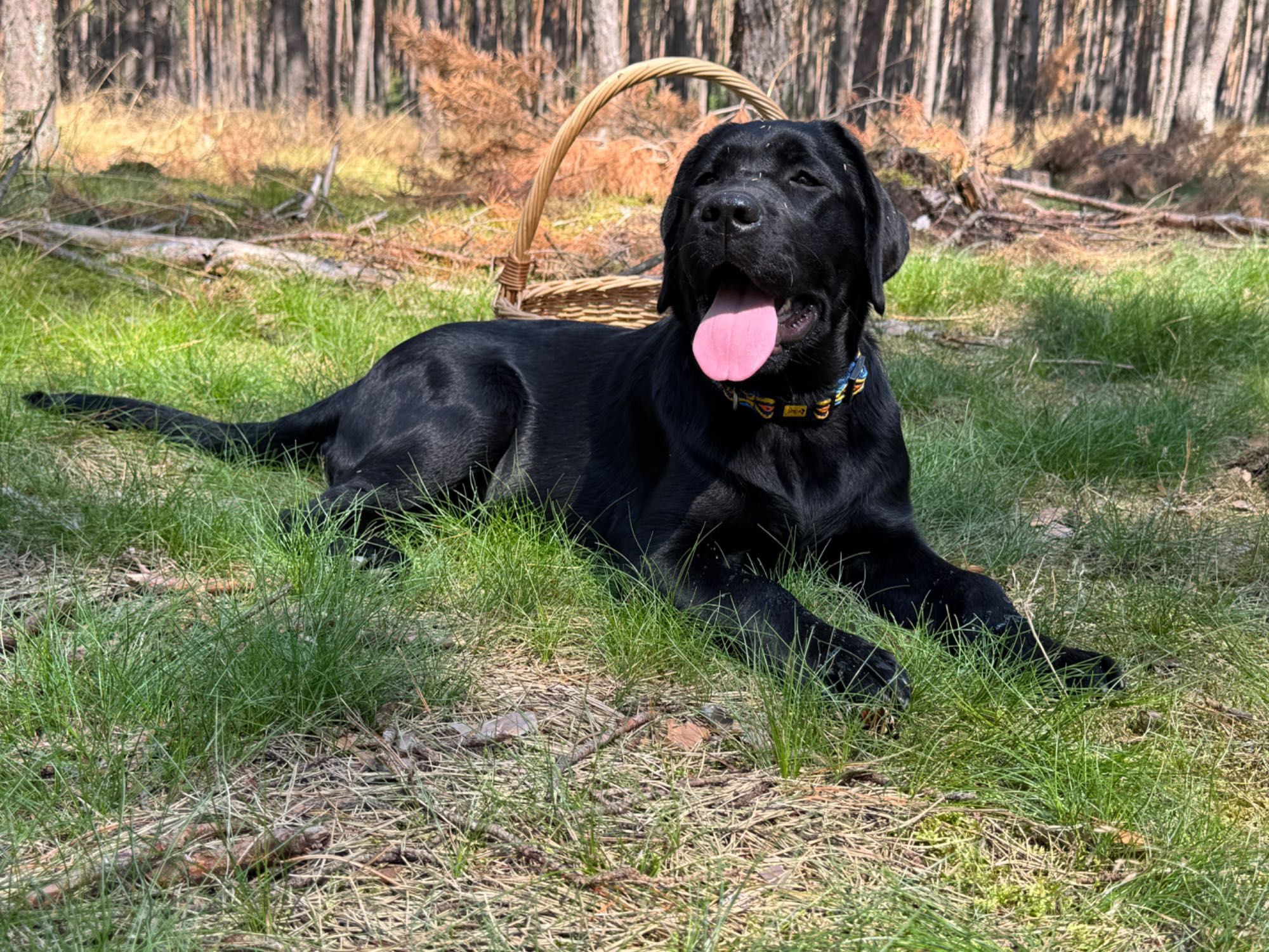 ZKwP (FCI) Labrador retriever- czarna suczka rodowodowa po championach