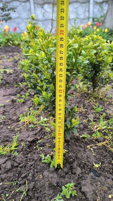 Самшит вічнозелений.