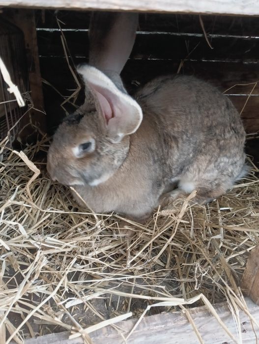 Sprzedam samicę belga