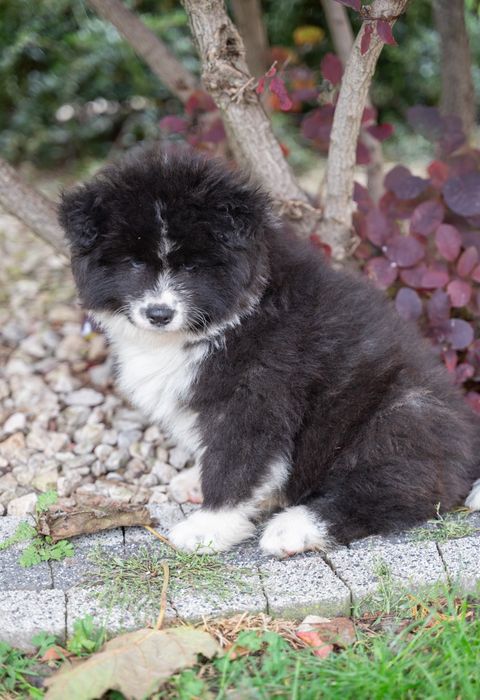 Akita Inu FCI/ ZKwP długowłosy piesek