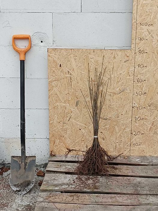 KLON JAWOR acer pseudoplatanus sadzonki 20-40 cm