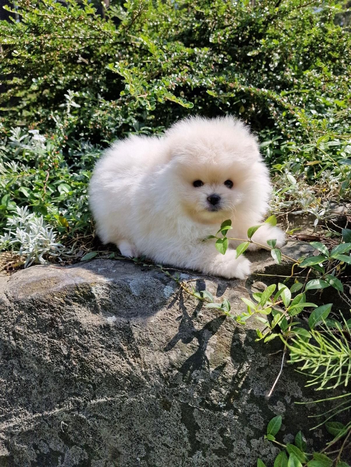 Śliczny piesek pomeranian Fci