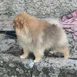 Lulu da pomerânia macho