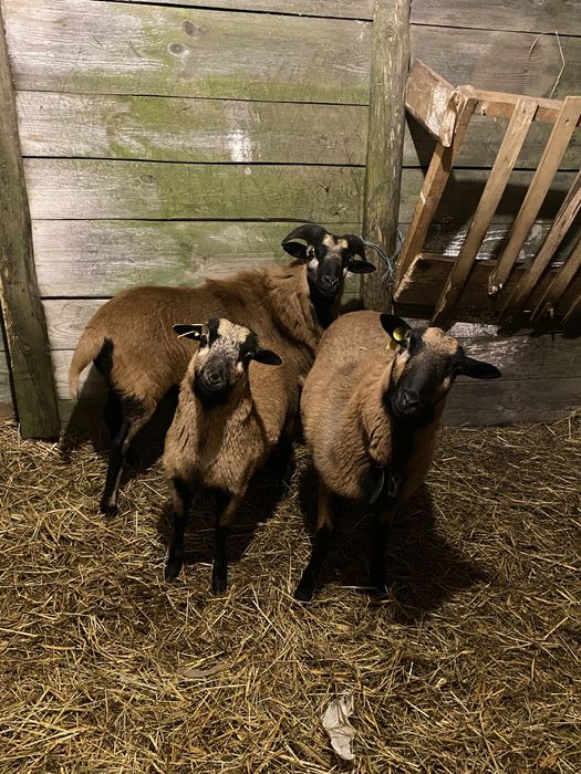 Sprzedam owce kameruńskiej oraz Barana