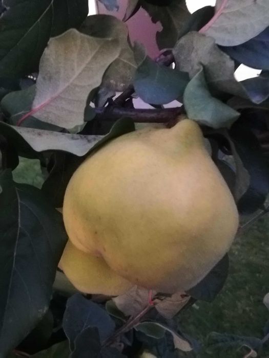 Pigwa gruszkowa sprzedam