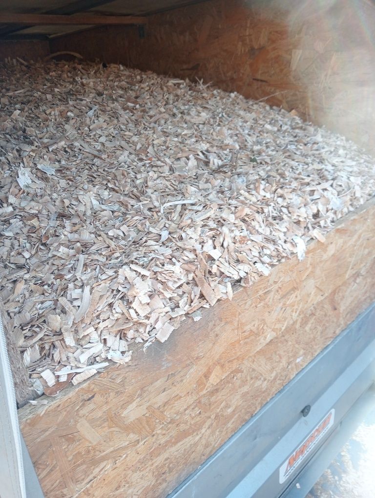Zrębka z drzew liściastych