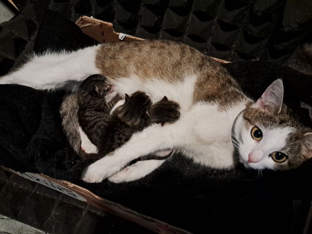 koty kotki kocięta za darmo zadbane urodzone i wychowane w domu