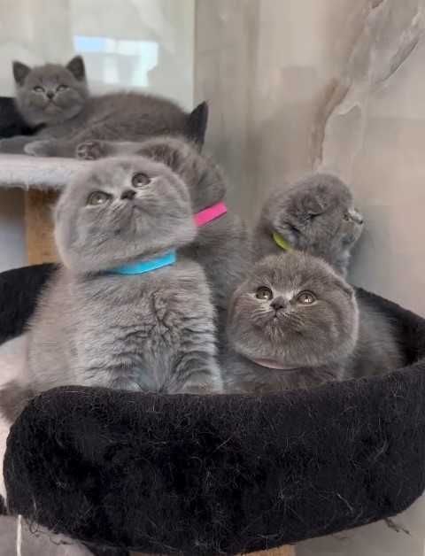 Шотландские вислоухие котята