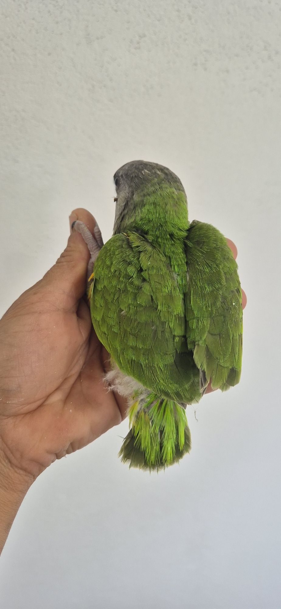 Papagaio senegal criado a mão