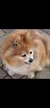 Szpic - Pomeranian