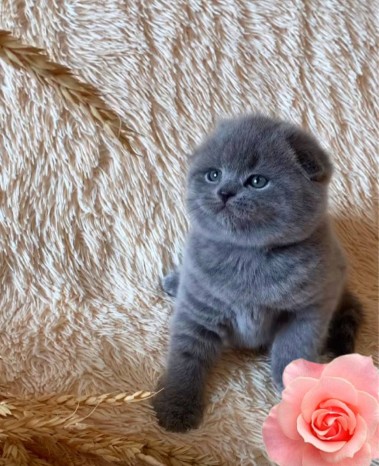 Продам голубых котят