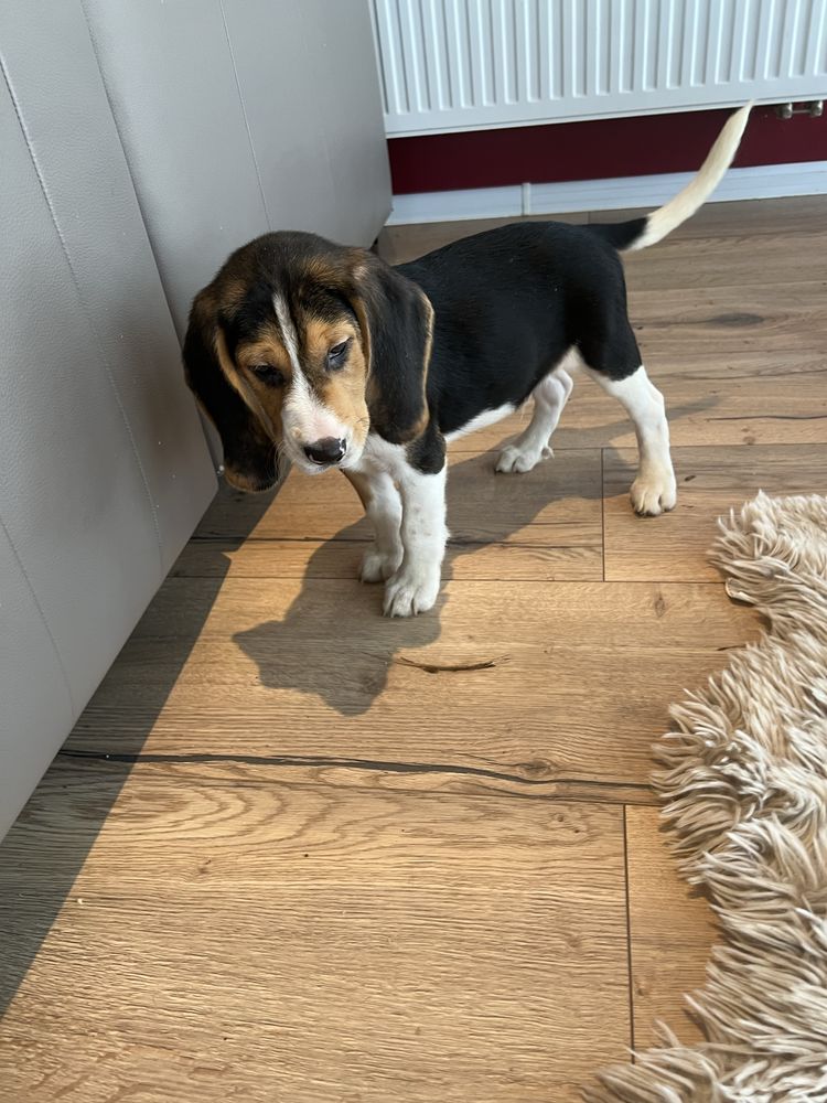 Bigiel ( beagle)chłopak gotowy do odbioru