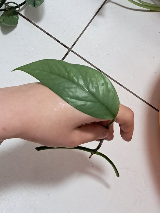 Epipremnum cebu blue pedowka 1 liść