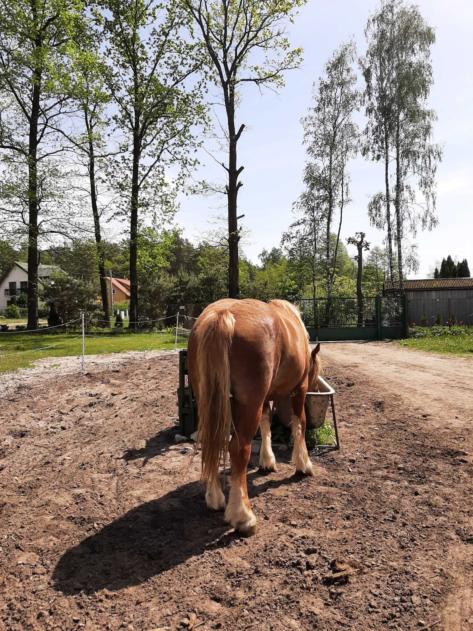 Źrebka, klacz Sonia, typ zimnokrwisty