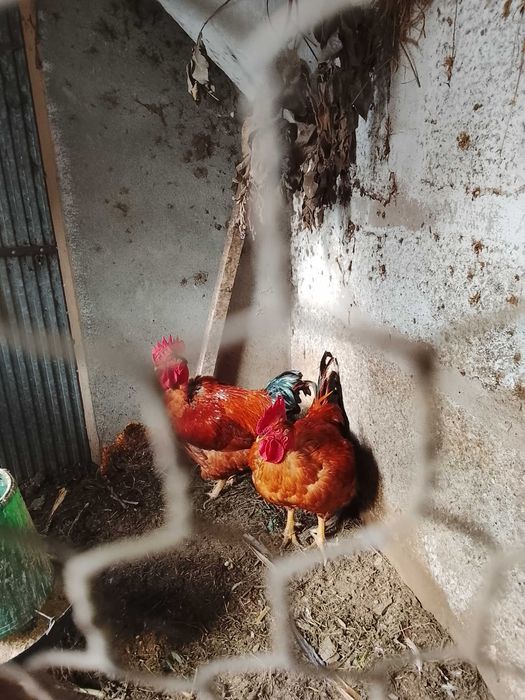 galos vermelhos caseiros