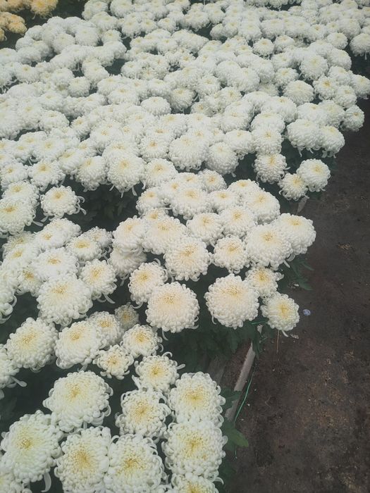 Chryzantemy hurt i detal