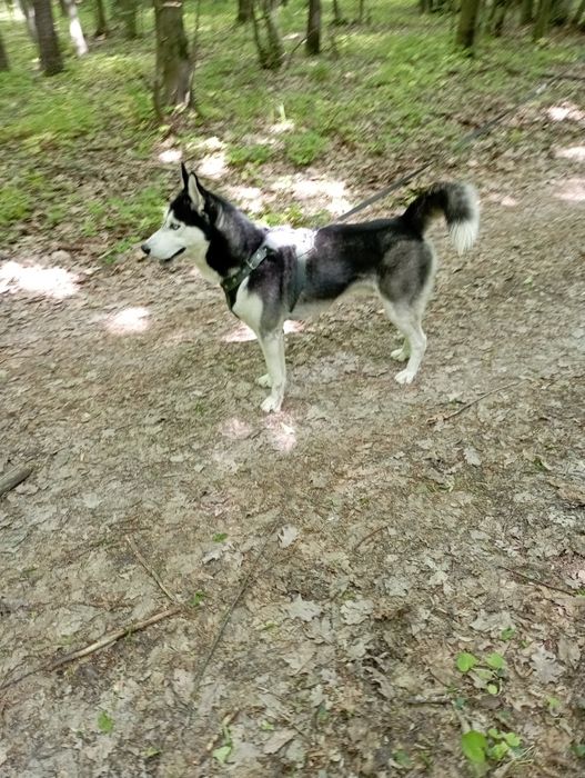 Молодий хаскі  трьох років шукає дівчину для в'язки.