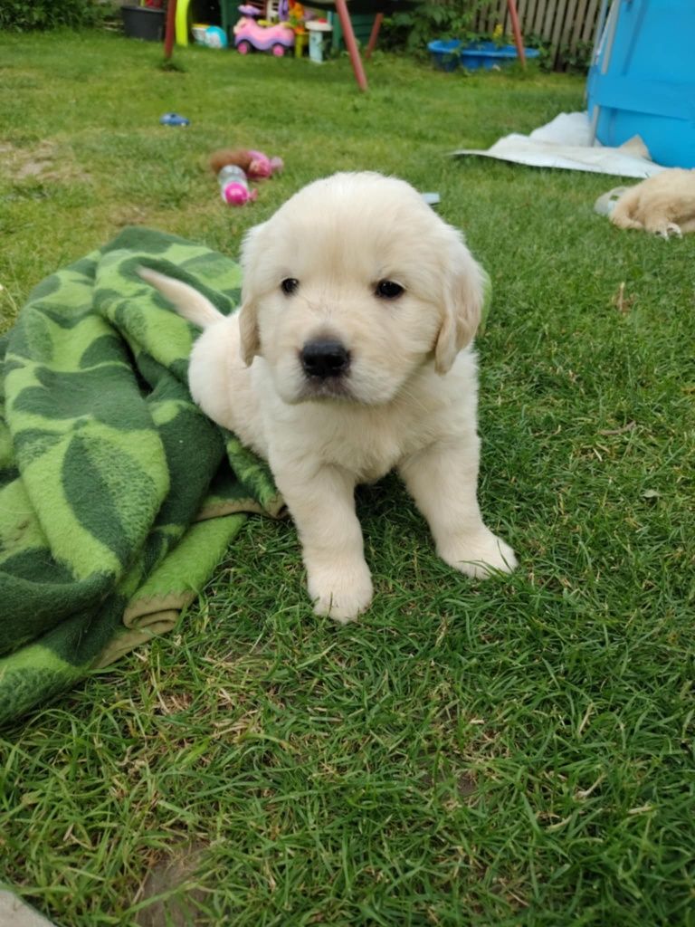 Golden Retriever