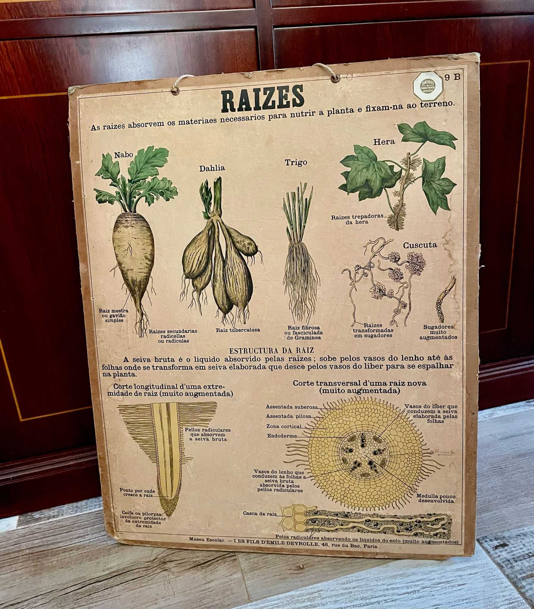 Materiais didáticos, mapas, gravuras, antigos e vintage