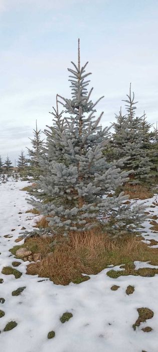 Choinki Świerki  srebrne