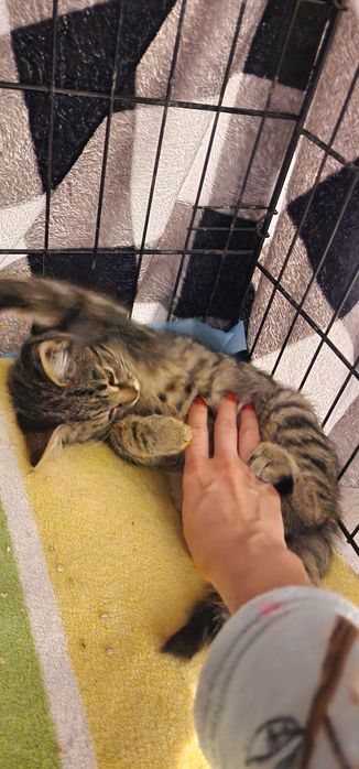 Kochany Bąbel do adopcji