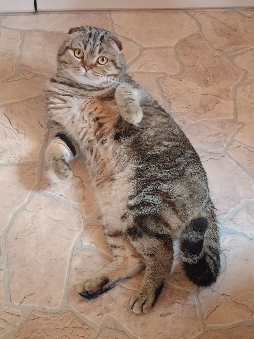 Вязка Scottish fold