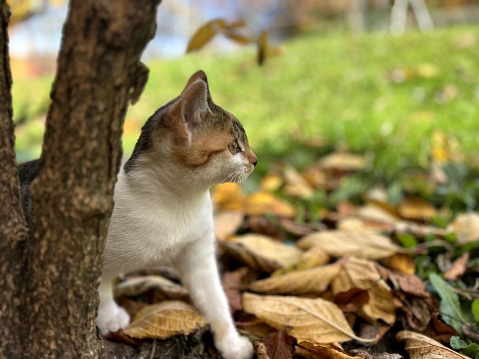 Oddam kotę w dobre ręce