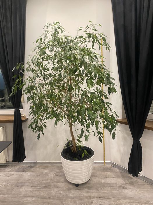Kwiat fikus 180 cm