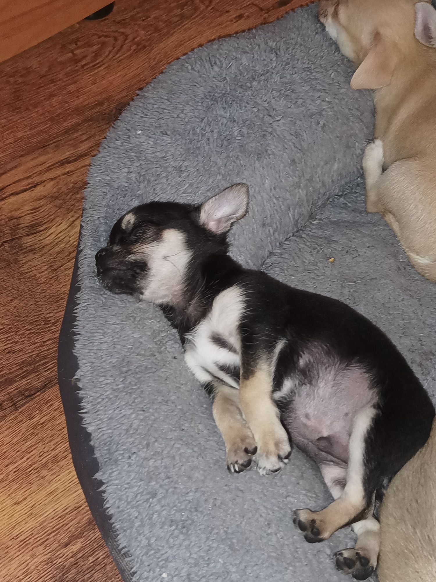 Maleńki Chihuahua