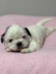 Szczeniak Shih Tzu- LUNA do rezerwacji (biała)