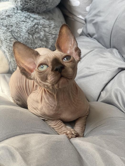 Сфинкс канадский в любимцы