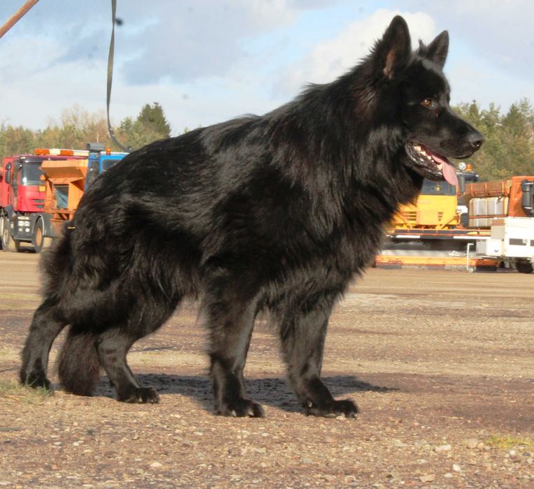 owczarek niemiecki reproduktor