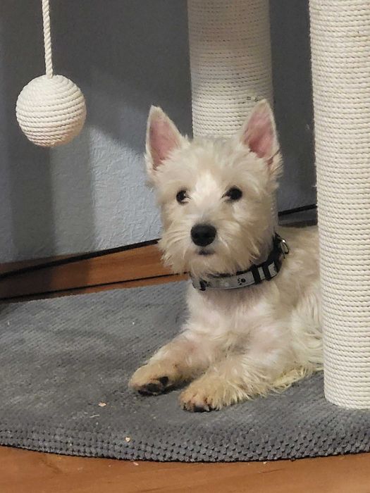 Вест Хайленд Уайт Тер'єр, цуценята з розплідника